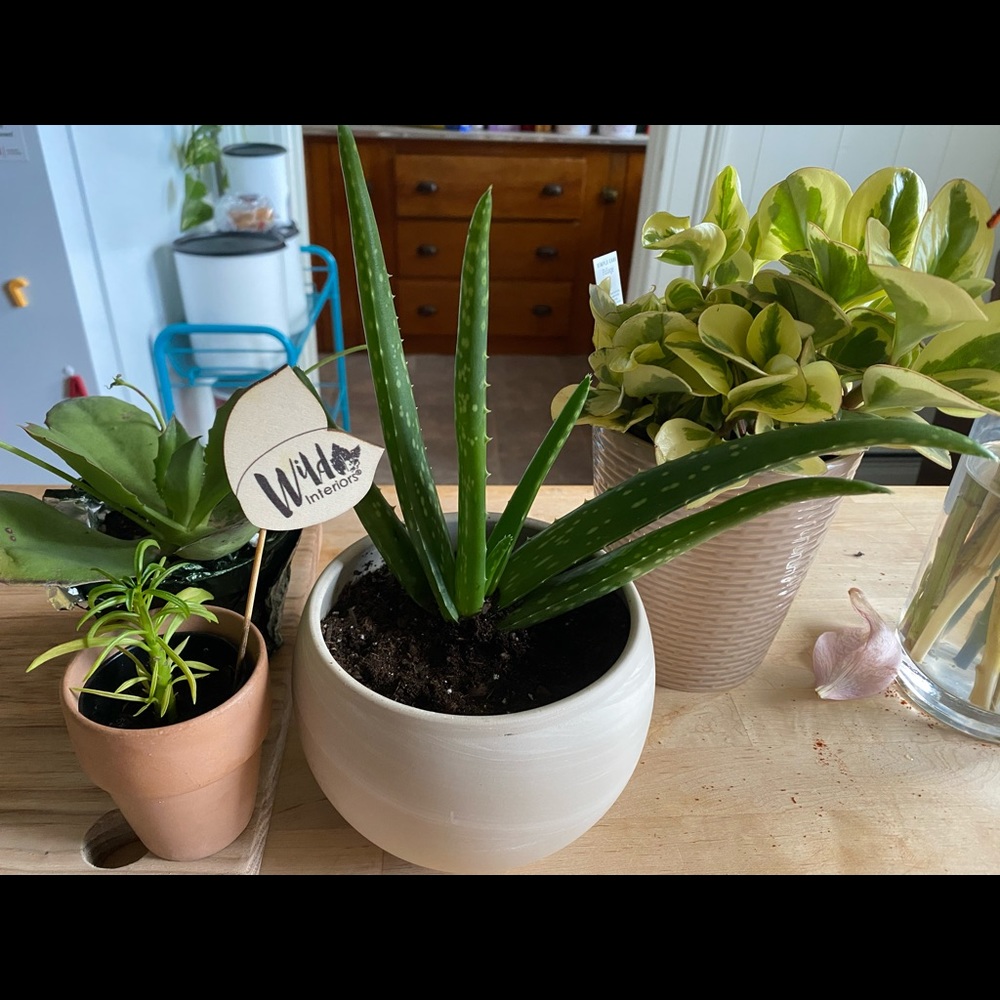 Meet your Posher, Paul